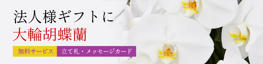 法人様ギフトには胡蝶蘭がオススメ 立て札 メッセージカード 無料サービス ご購入はこちらから